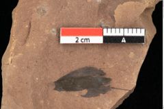Foto (Detailansicht) von Pinus latoniae Ettingshausen (NHMW-GEO-2024-0188-0338)